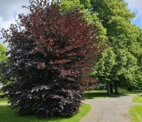 Fagus sylvatica 'Atropunicea' - Rode beuk - 1