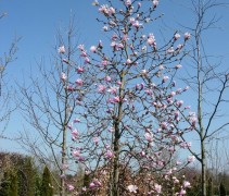 Magnolia loebneri 'Leonard Messel' in bloei