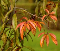 Prunus persica Blanchet