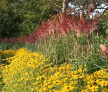Bloeiend Prachtriet 'Red Cloud' toepassing in Engelse tuin in fraai contrast met de gele bloemen