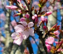 Prunus sargenti 'Rancho'