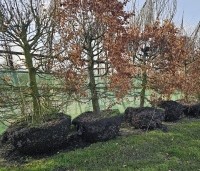 Fagus sylvatica - Groene beuk - 1