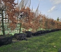 Fagus sylvatica - Groene beuk - 2
