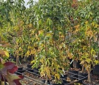 Liquidambar styraciflua 'Slender Silhouette' - Zuilvormige amberboom - 1