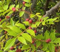 Zanthoxylum simulans - Chinese peperboom - 3