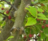 Zanthoxylum simulans - Chinese peperboom - 2