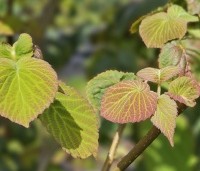Davidia involucrata - Vaantjesboom - blad in juni
