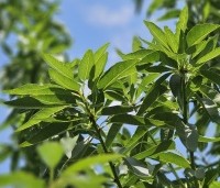 Prunus dulcis - Amandel - zomerblad