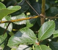 Crataegus prunifolia persimilis 'Splendens' - Pruimbladige meidoorn - 1