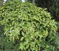 Aucuba jap. 'Variegata' - Broodboom 'Variegata' - 1