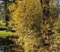 Acer campestre - Veldesdoorn -  landschappelijke haag in november