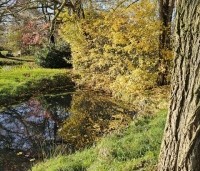 Acer campestre - Veldesdoorn -  landschappelijke haag in november
