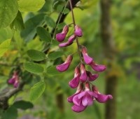 Robinia margaretta 'Casque Rouge' - Rode acacia - 1