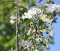 Malus domestica bloesem