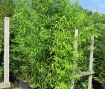 Phyllostachys aurea