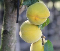 Prunus persica 'Amsden'