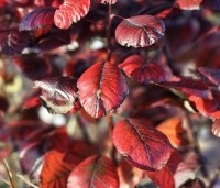 Cotinus coggygria 'Royal Purple' - Rode Pruikenboom - herfst
