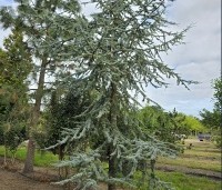 Cedrus libani 'Glauca' - Blauwe Ceder - 1