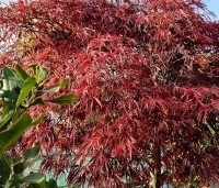 Acer palmatum 'Inaba-shidare' - Japanse Esdoorn 'Inaba-shidare' - 1