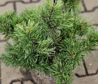 Pinus mugo mugo - Bergden - 1