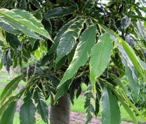 Castanea sativa Albomarginata