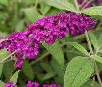 Buddleja davidii 'Royal Red' - Vlinderstruik 'Royal Red' - 1