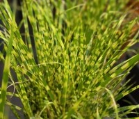 Miscanthus sinensis 'Gold Bar' - bontbladig mini siergras - 3