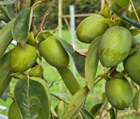 Diospyros kaki 'Pendula' - Treurvormige kaki boom - 2