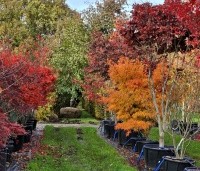 Acer palmatum 'Osakazuki' - Japanse Esdoorn 'Osakazuki' - 1