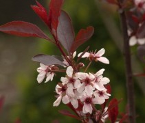Prunus Cistena