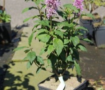 Syringa vulgaris Minuet