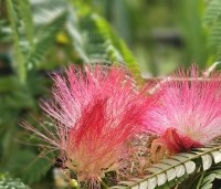 Albizia julibrissin - Perzische slaapboom - 1