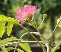 Albizia julibrissin - Perzische slaapboom - 2