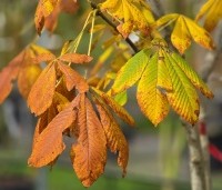 Aesculus pavia 'Atrosanguinea' - Rode pavia - 1