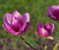 Magnolia 'Cleopatra' - Magnolia 'Cleopatra' - 2
