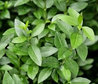 Gemengde hagen - Gemengde hagen - Ligustrum ovalifolium