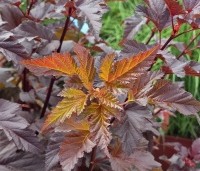 Physocarpus opulifolius 'Lady In Red' - Blaasspiraea 'Lady In Red' - 1