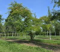 Albizia julibrissin 'Rosea' - Perzische slaapboom - 6