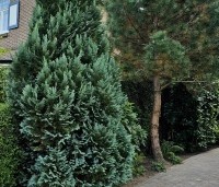Chamaecyparis lawsoniana 'Columnaris' - Blauwe Californische cypres - 1