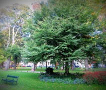 Fagus sylvatica 'Aspleniifolia'