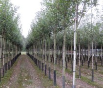 Malus domestica 'James Grieve' hoogstam 12-14-16