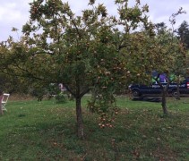 Mespilus halfstam