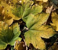 Acer platanoides - Noorse Esdoorn - 2