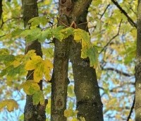 Acer platanoides - Noorse Esdoorn - 3