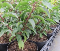 Prunus lusitanica 