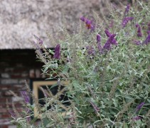 Vlinderstruik 'Black Knight' kunt u prima in maart tot zo'n 30cm boven de grond terugsnoeien, de plant komt dan 'rijker' terug
