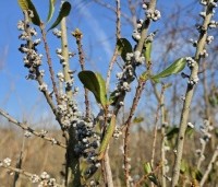 Myrica pensylvanica - Amerikaanse wasgagel - 1