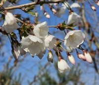 Prunus 'The Bride' - Wit bloeiende sierkers - 2