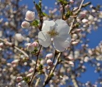 Prunus 'The Bride' - Wit bloeiende sierkers - 4