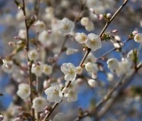 Prunus 'The Bride' - Wit bloeiende sierkers - 1